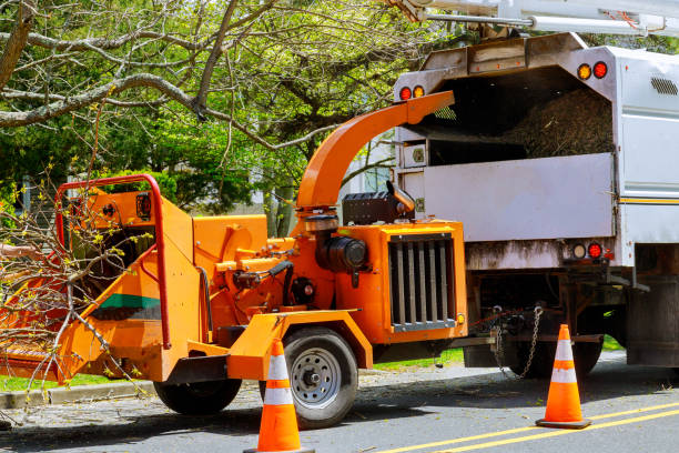 Best Tree Stump Removal  in Tignall, GA